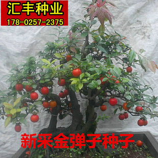 新采金弹子种子 可嫁接鸡血红 老鸦柿种子 人参果 盆景植物种子