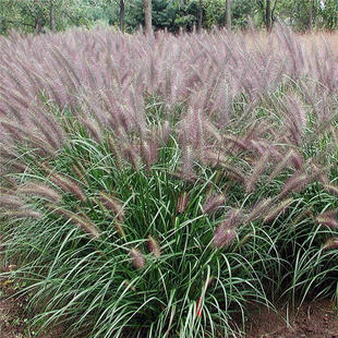观赏美洲紫穗狼尾草种子狗尾草籽提木西草猫尾草提摩西草牧草种子
