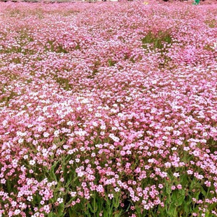 麦蓝菜籽别称国产满天星花种孑宿根花籽四季花草易活室内阳台盆栽