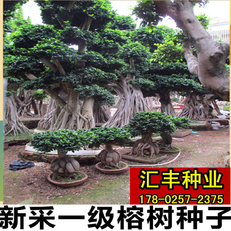 新采榕树种子 大叶榕树 小叶榕树 垂叶榕 盆栽高山榕 人参榕树种