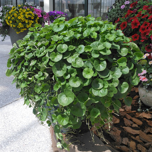 马蹄金种子马蹄金草坪种子水培铜钱草种子金钱草种子花草