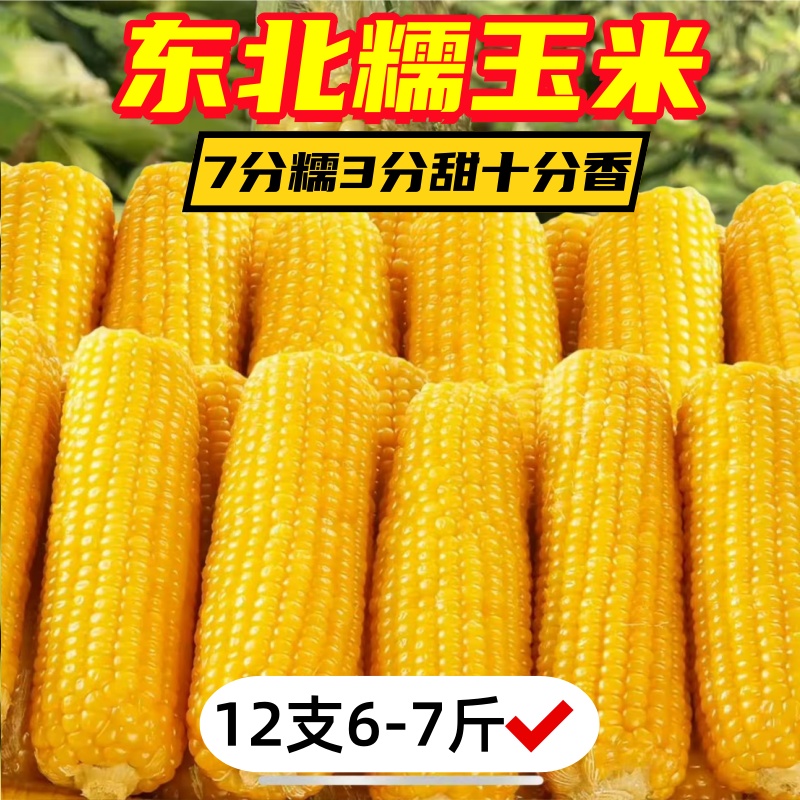 12支糯玉米黑龙江头茬