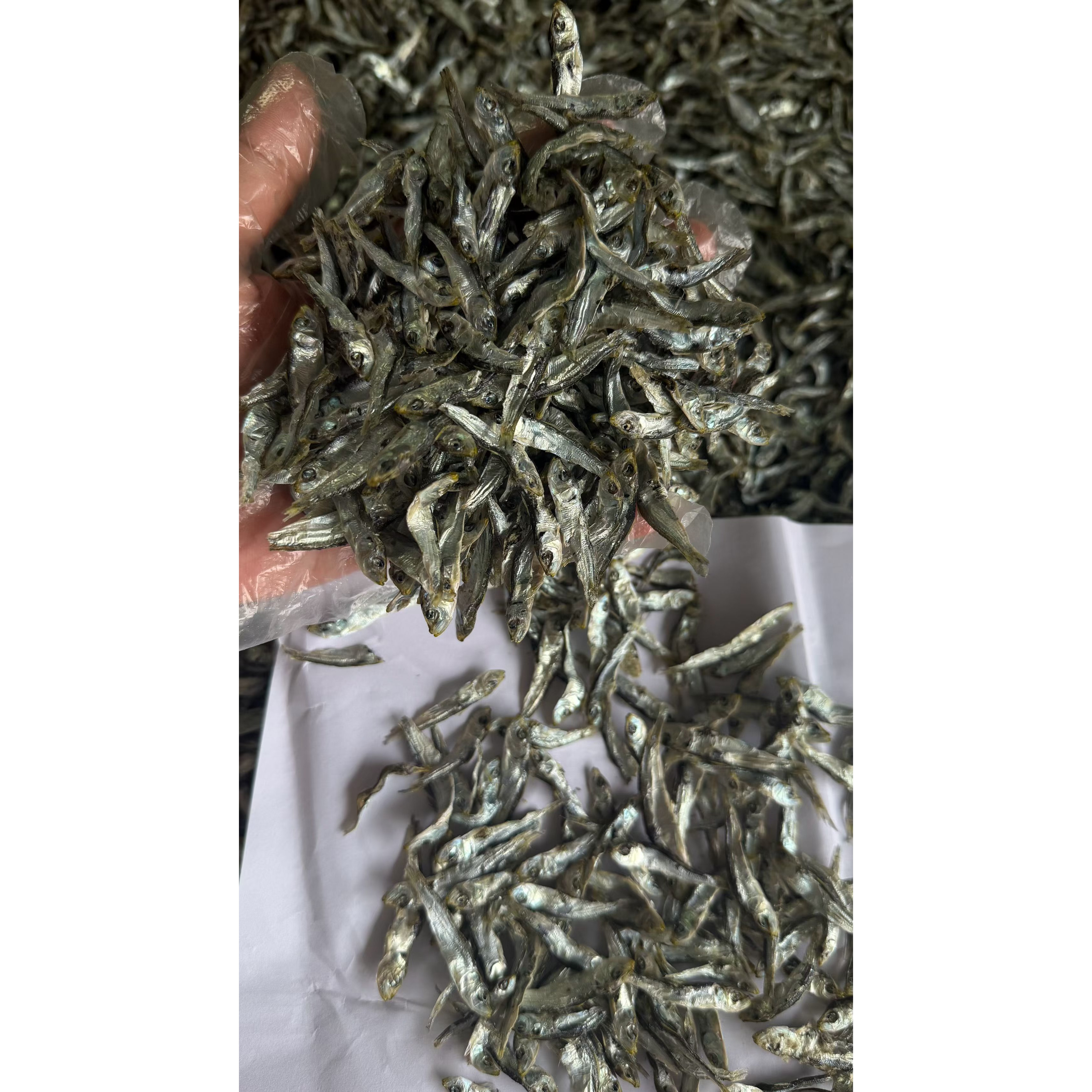 青兰鱼原汁原味纯天然口感非常鲜甜钙质满满