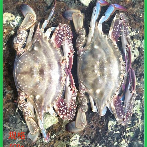 大连海鲜飞蟹现捕野生海捕特大新鲜黄海花螃蟹白蟹海蟹鲜活梭子蟹