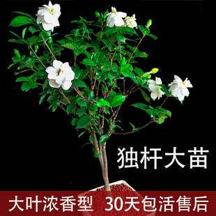 独杆栀子花盆栽树苗白色花浓香型花卉植物室内花老桩大苗室外地栽