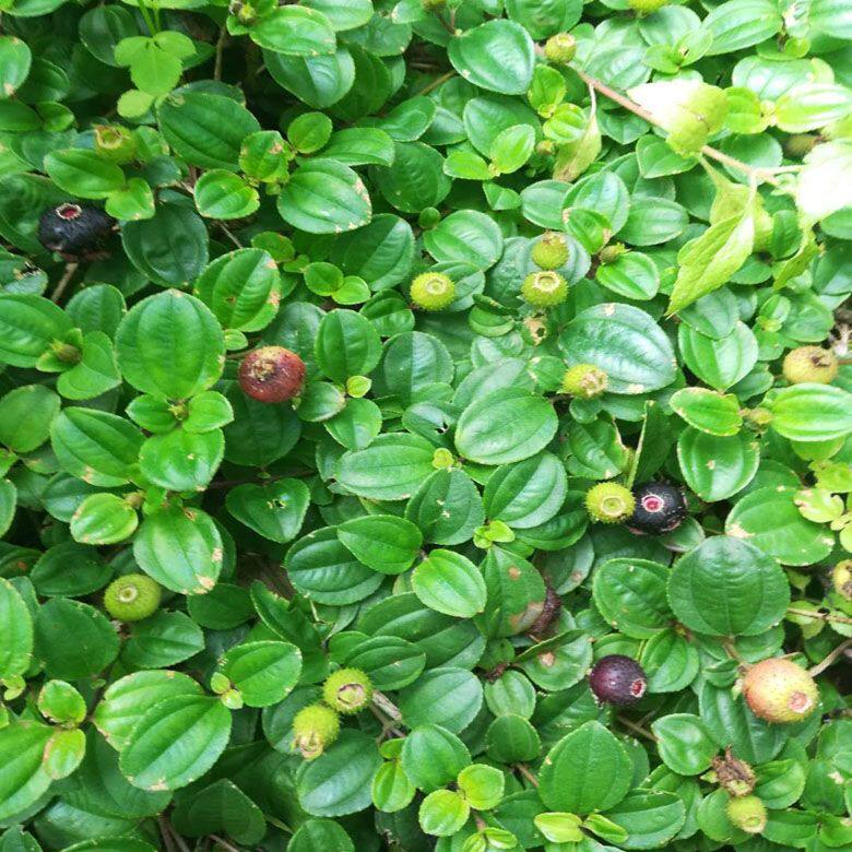 福建草药新鲜地稔地捻草地念藤山地菍铺地锦地脚茶地茄子矮脚地菍