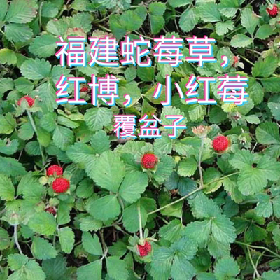 福建覆盆子蛇莓中药蛇莓草干货蛇泡草地莓龙吐珠三叶莓野草莓红莓