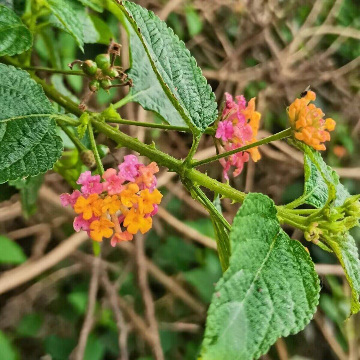 马樱丹五色梅花七姐妹刺花龙船花臭草如意花小孩止庠洗澡草药刺苏