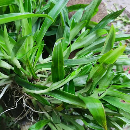 痰火草围夹草青竹壳菜青鸭跖草福建广东猫爪草头水主业下火草凉茶
