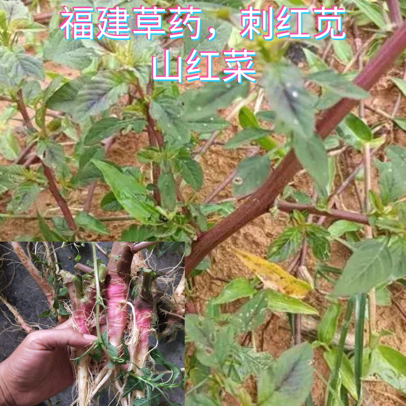 福建草药新鲜刺苋菜红根草煲汤红苋根梗苋菜根簕苋菜带刺红菜下火