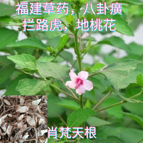地桃花现挖拦路虎新鲜八卦癀梵天花纯根梵尚花虱麻头三角枫福建