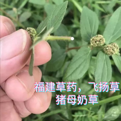 福建草药飞扬草新鲜晒乳汁草大飞扬大乳籽草大飞扬洗澡草药猪母奶