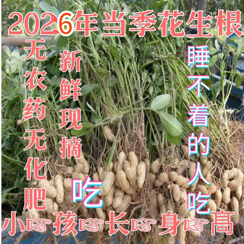 新鲜花生根长高食物煲汤料花生叶