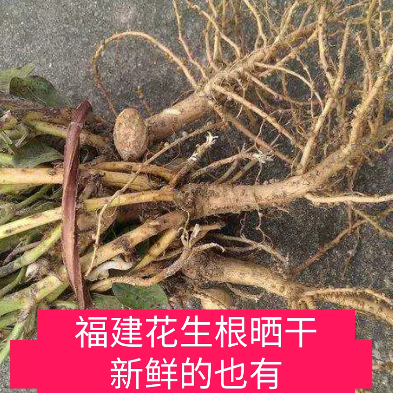 新鲜花生根助眠当季花生根长个髙花生茎福建草头花生针尖干花生叶图片