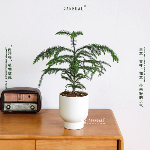 超好养南洋杉室内绿植四季常绿