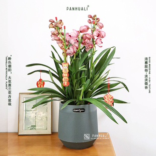 发顺丰香兰大花蕙兰花新春年宵花卉盆栽真花室内植物 好养长花期