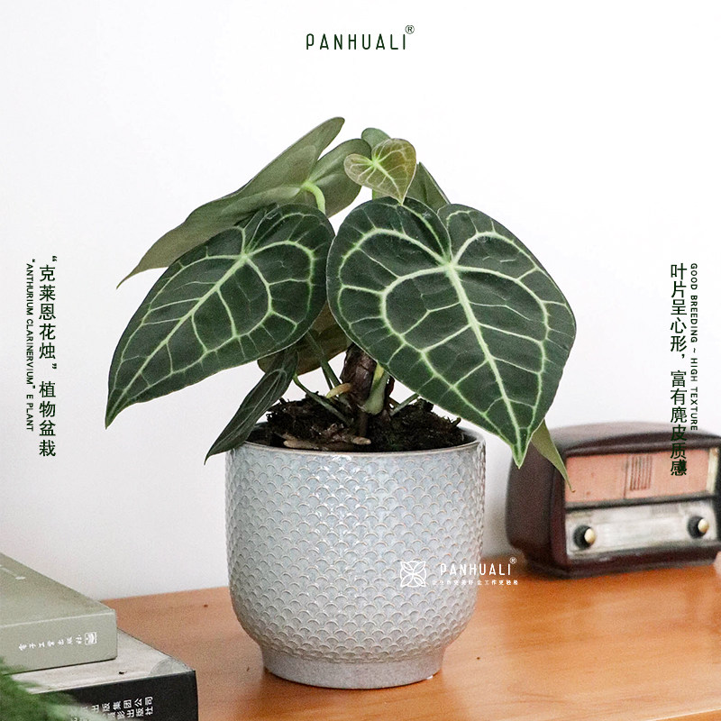 进口克莱恩水晶花烛真植物室内盆栽客厅桌面绿植耐阴好养顺丰包邮