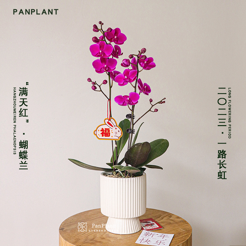 带花发出精品蝴蝶兰真花盆栽