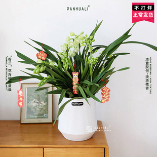 发顺丰香兰大花蕙兰花新春年宵花卉盆栽真花室内植物 好养长花期