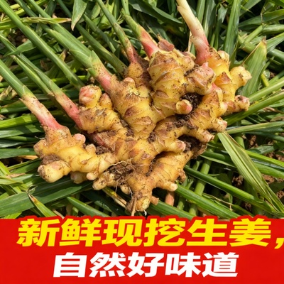 正宗云南小黄姜生姜鲜姜新鲜老姜姜嫩现挖山地蔬菜现挖现发