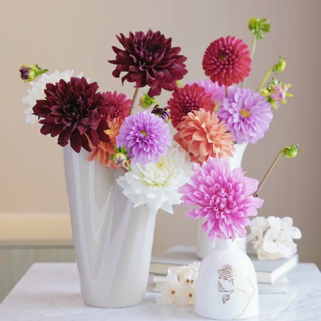 精选大丽花鲜切花家庭家居摆设花瓶水养鲜花花艺花束配花植物花卉,鲜花速递/花卉仿真/绿植园艺,花材,淘宝优惠券,粉丝福利购,淘宝优惠卷