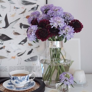 精选松虫草蓝盆花鲜切花家居室内水养鲜花植物花卉花束配花发顺丰