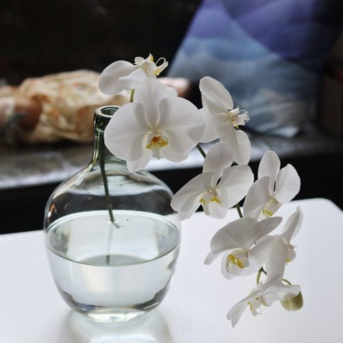 出口品质蝴蝶兰大花鲜切花发顺丰