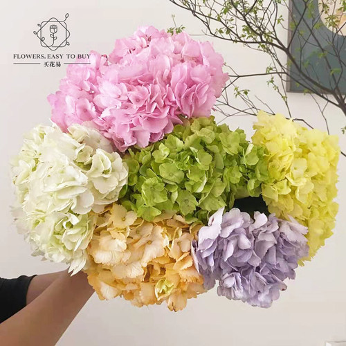 哥伦比亚进口绣球花鲜花好看耐养