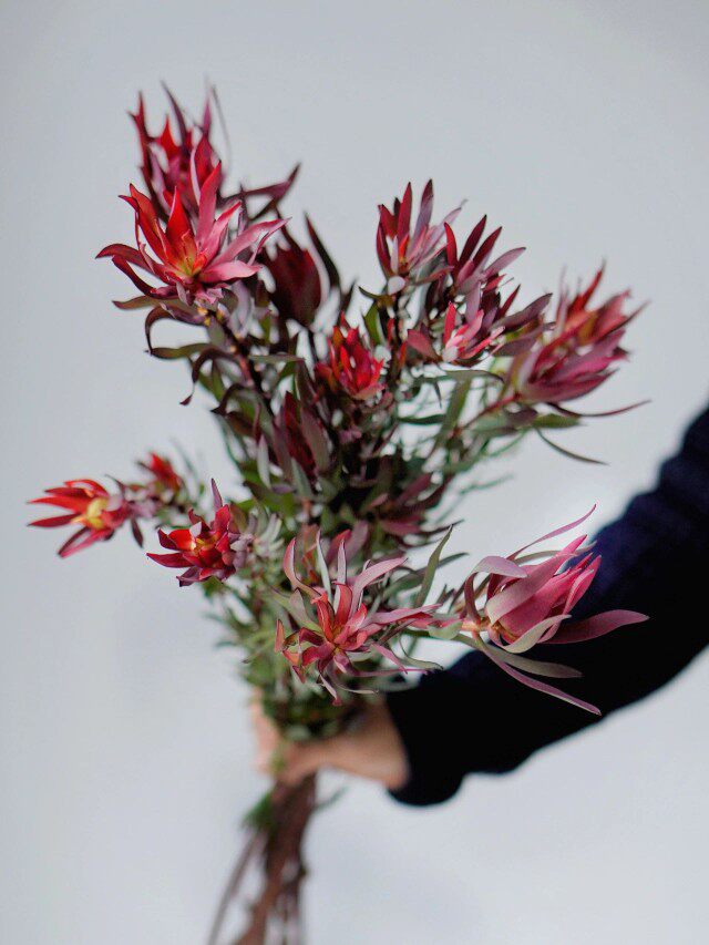 精选木百合水养鲜切花植物花卉客厅家居摆设花艺配花叶材简单耐养
