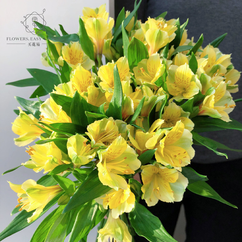 肯尼亚六出花水仙百合鲜花摆设水养书房客厅耐养植物花卉顺丰发货