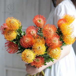 进口南非针垫风轮花鲜花耐插水养家居摆设长花期鲜切花卉基地直发