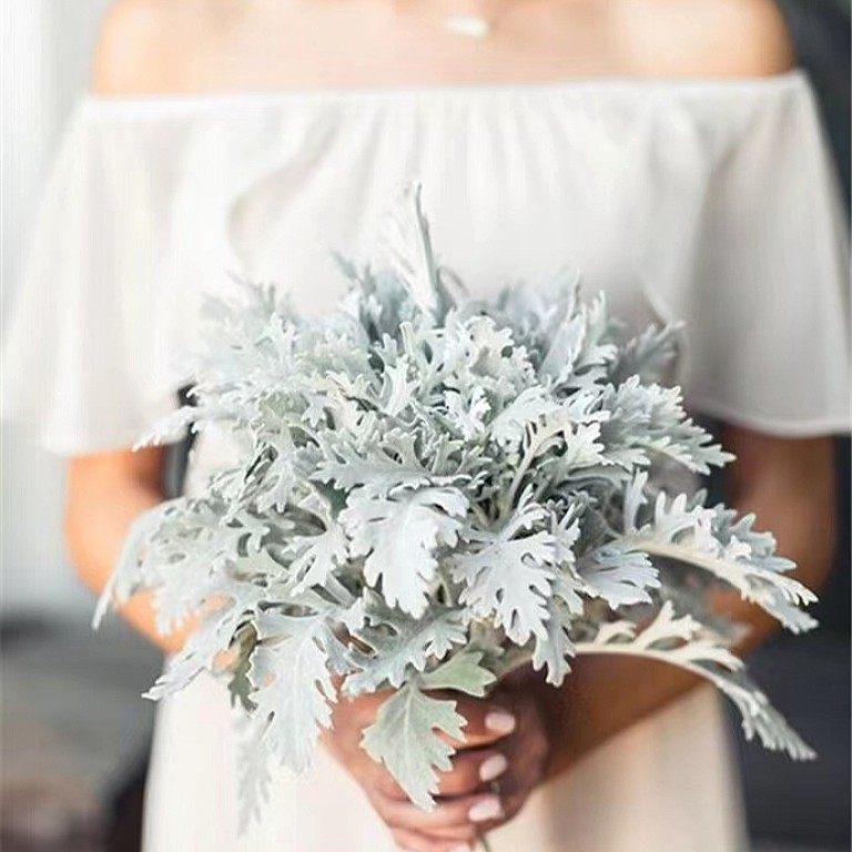 精选银叶菊鲜切草花客厅摆设水养叶材植物鲜花花束花艺配搭花卉