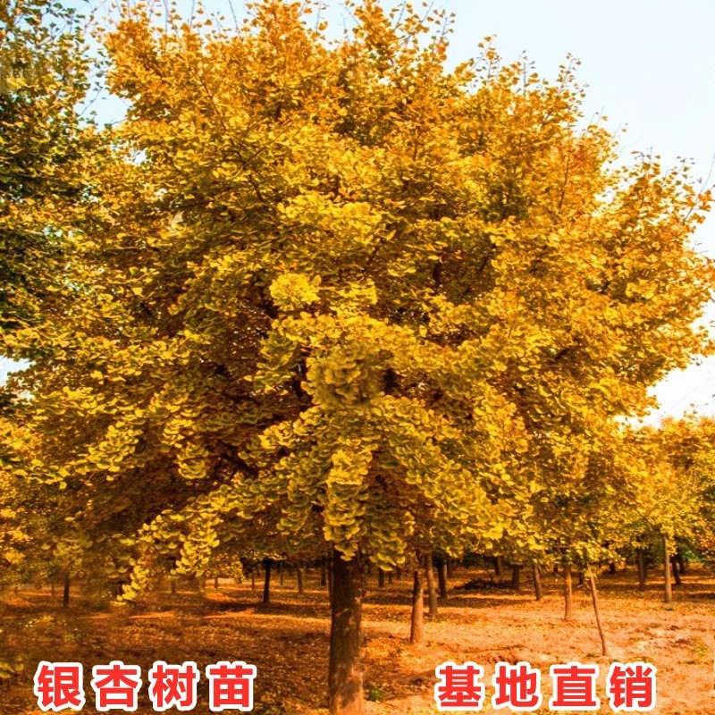 金叶银杏树活苗大树白果小苗占地庭院园林风景绿化树苗南北方种植