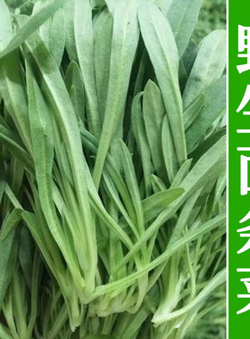面条菜种籽大全秋冬季四孑