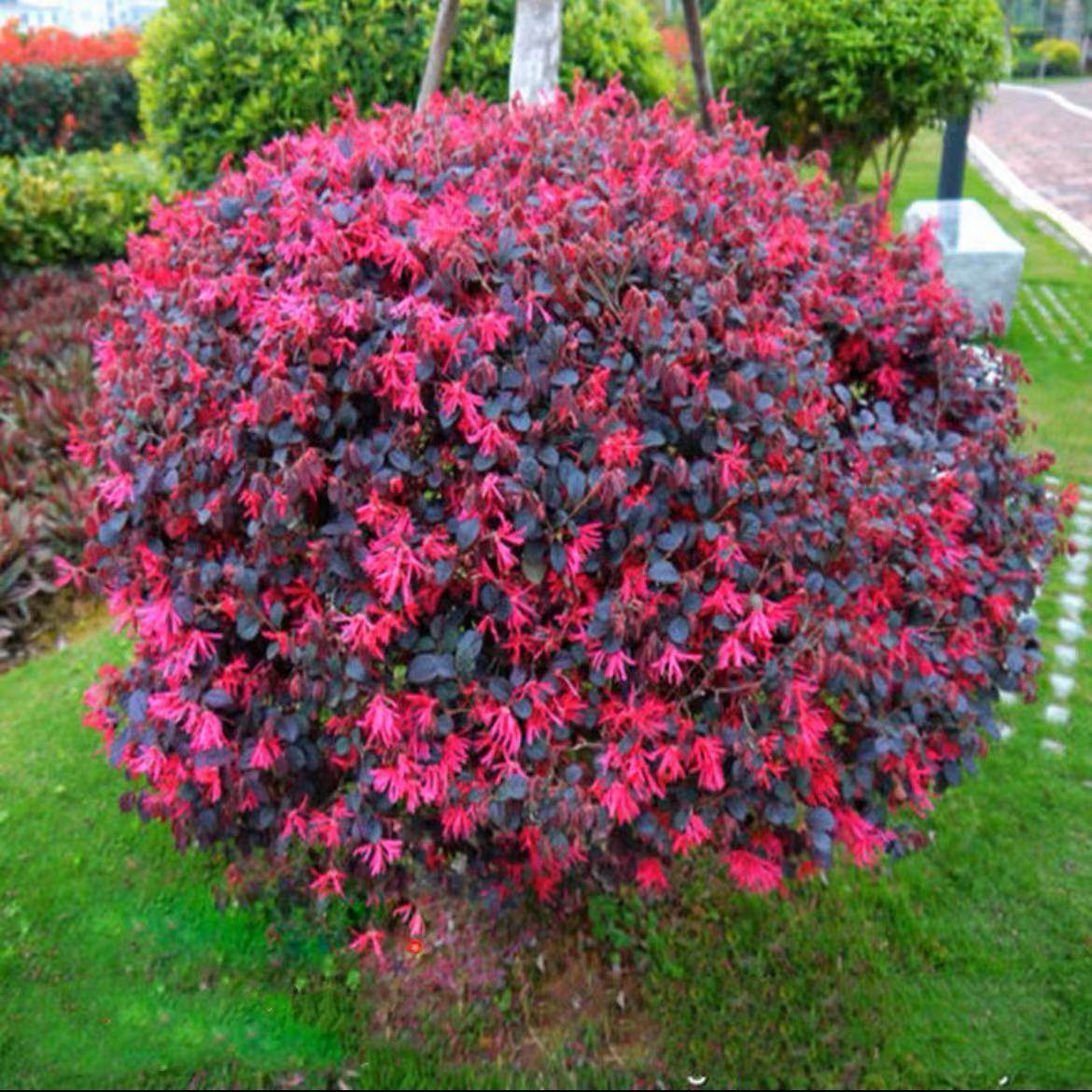 彩叶红花檵木球庭院园林灌木球状别墅绿化红桎木树紫红叶继木树苗