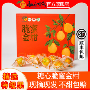 广西融安金桔正宗脆蜜金柑水果脆蜜金桔第三代大金桔5A级果王脆甜