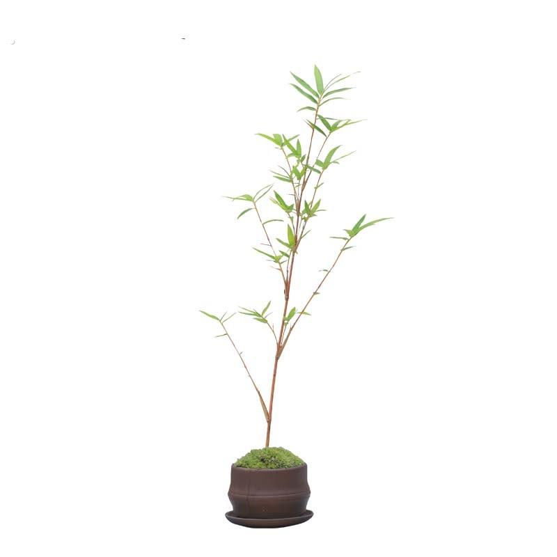 红竹盆景观音竹书房庭院阳台植物小红竹子苗竹子盆栽室内桌面绿植