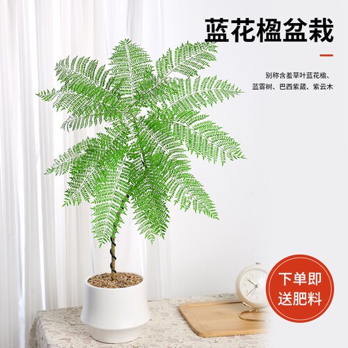蓝花楹办公室内日系绿植