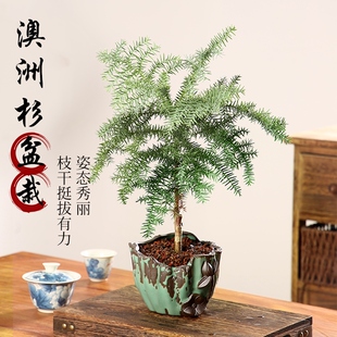 造型澳洲杉盆景老桩植物室内客厅办公室绿植南洋杉不老松盆栽好养