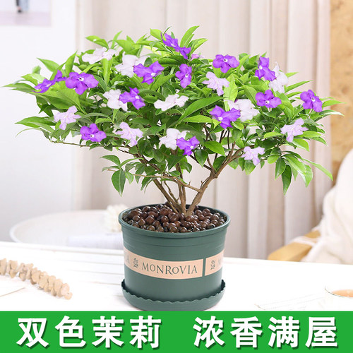 双色茉莉花盆栽虎头绿植