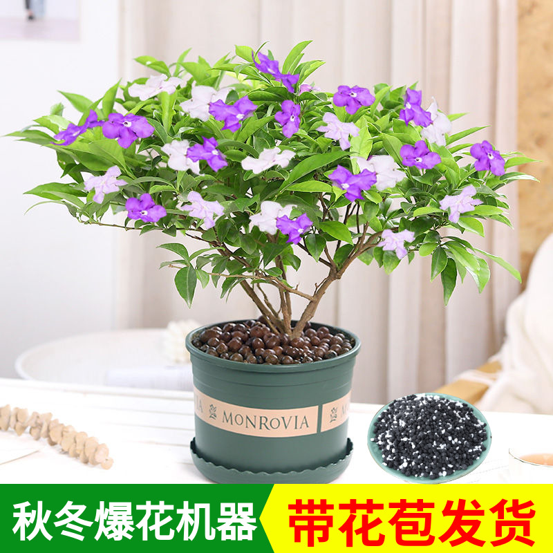 双色茉莉花盆栽非洲鸳鸯茉莉花苗树浓香四季开花虎头茉莉绿植好养