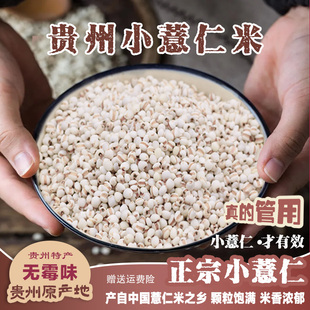 500g 2023新货薏仁米小颗粒贵州农家自产薏苡仁祛湿粗粮真空包装