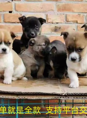 中华田园犬家养幼犬土狗宠物小狗混血狗大黑狗纯黑小黑狗活体狗崽