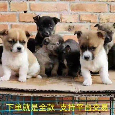 中华田园犬家养幼犬土狗宠物小狗混血狗大黑狗纯黑小黑狗活体狗崽