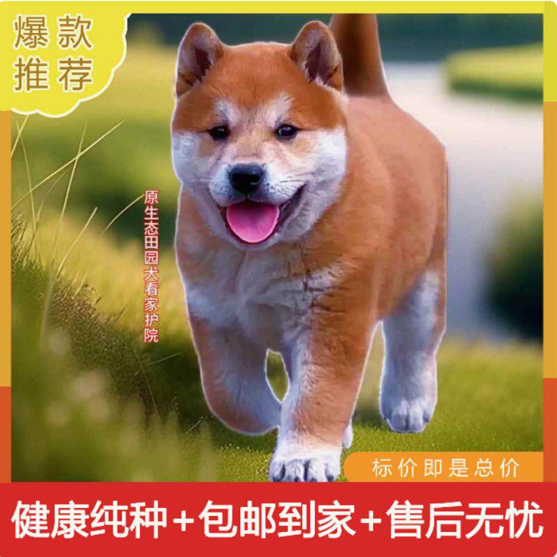 黄狗白面广西土猎犬中华田园犬农村看门狗大黄狗黄狗土狗活体幼崽