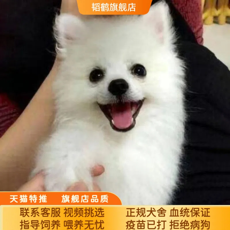 银狐犬活体纯种宠物狗狗活物小狗真狗萨摩耶博美白色小狗崽幼犬