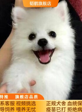 银狐犬活体纯种宠物狗狗活物小狗真狗萨摩耶博美白色小狗崽幼犬