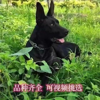 黑狼犬幼犬活体纯种墨界中华纯黑狼狗警犬护卫犬看家护院宠物狗狗