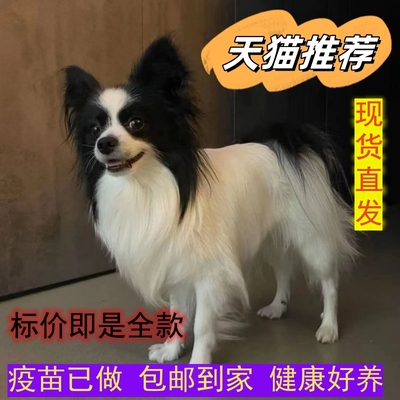 蝴蝶犬狮子狗不掉毛幼犬小狗便宜狗黑白蝴蝶犬真狗黄白蝴蝶犬可爱