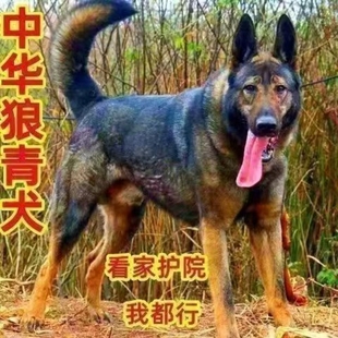 狼青犬大型犬护卫犬看家护院青狗田园犬便宜包邮狗狗护主昆明犬